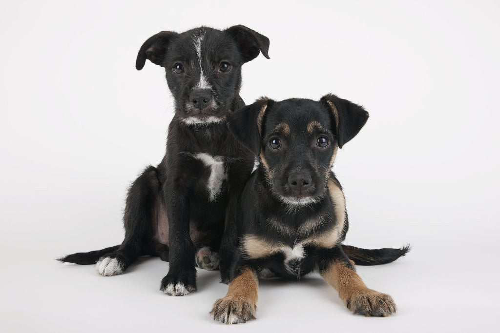 Two Puppies by Corbis