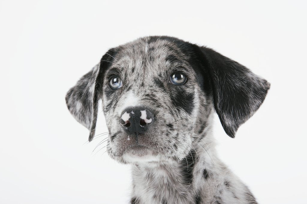 Detail of Puppy Looking Up by Anonymous