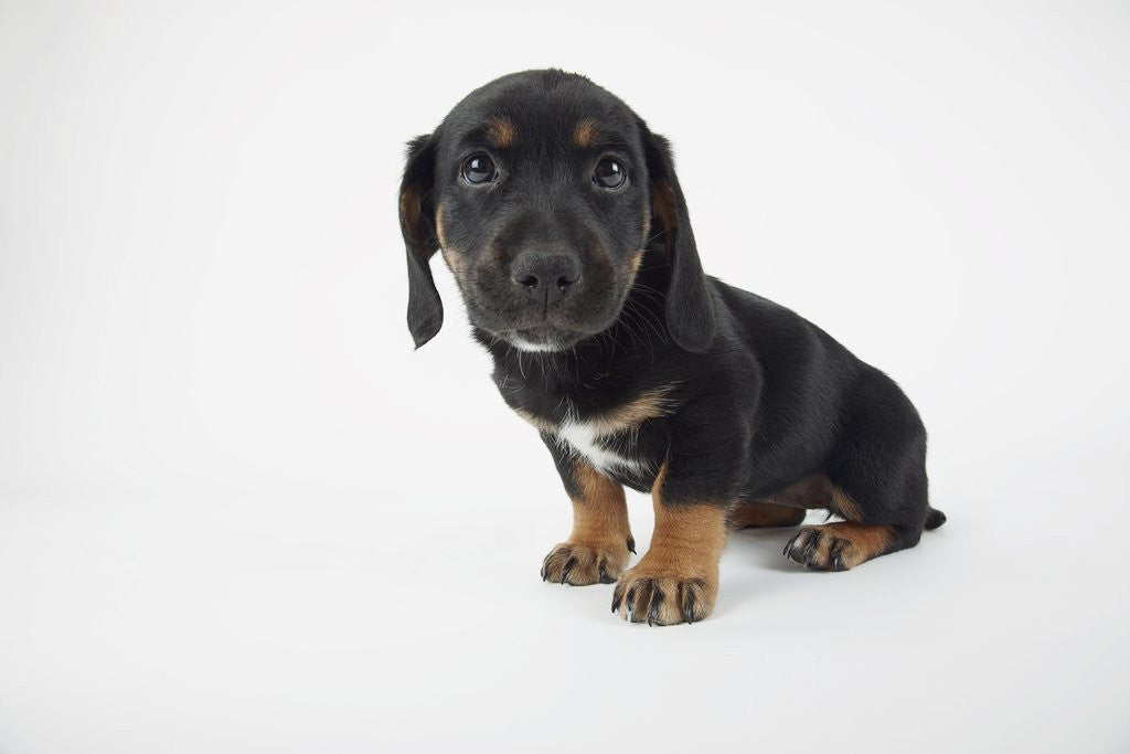 Detail of Cute Puppy by Anonymous