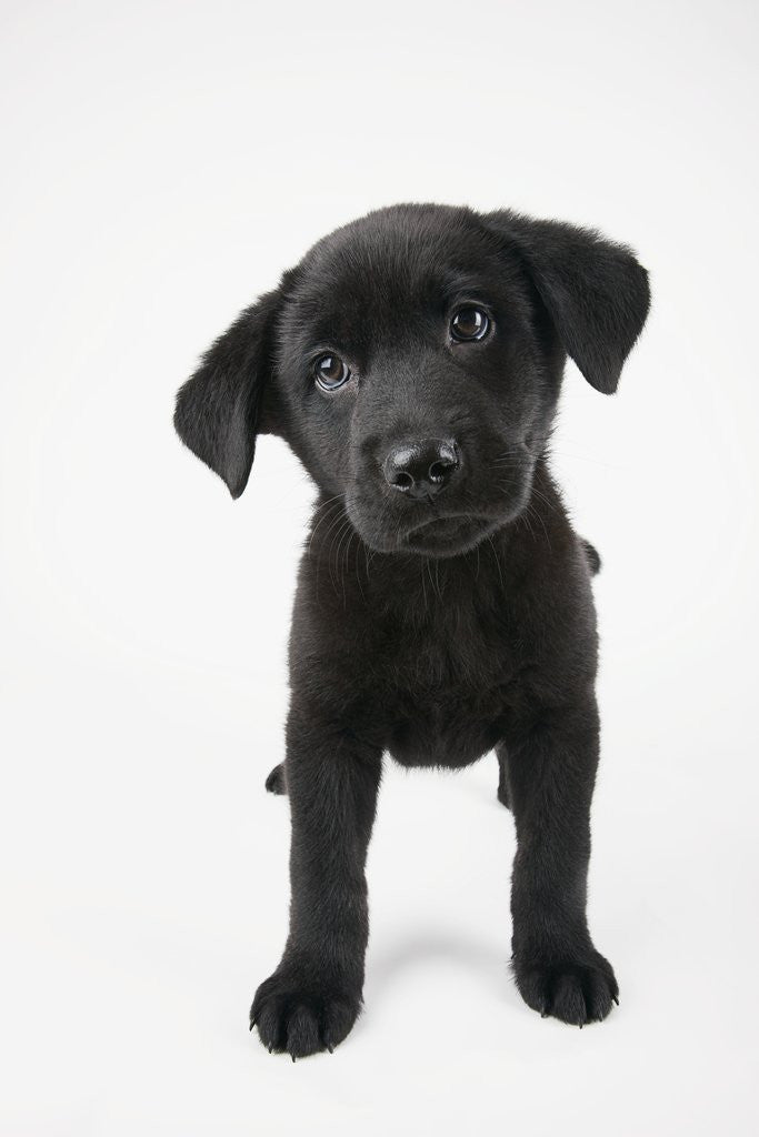 Detail of Cute Puppy by Anonymous