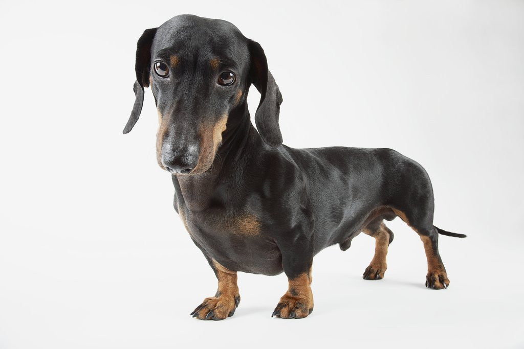 Detail of Cute Dachshund by Anonymous