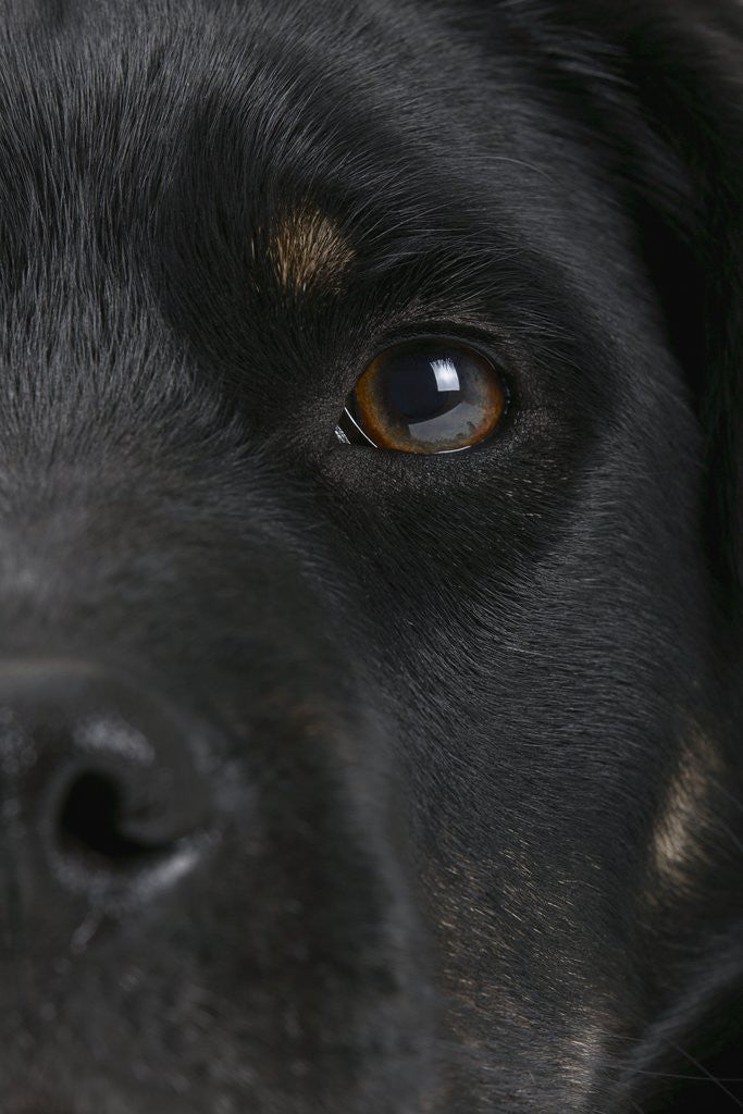 Detail of Dog's Eye and Nose by Corbis