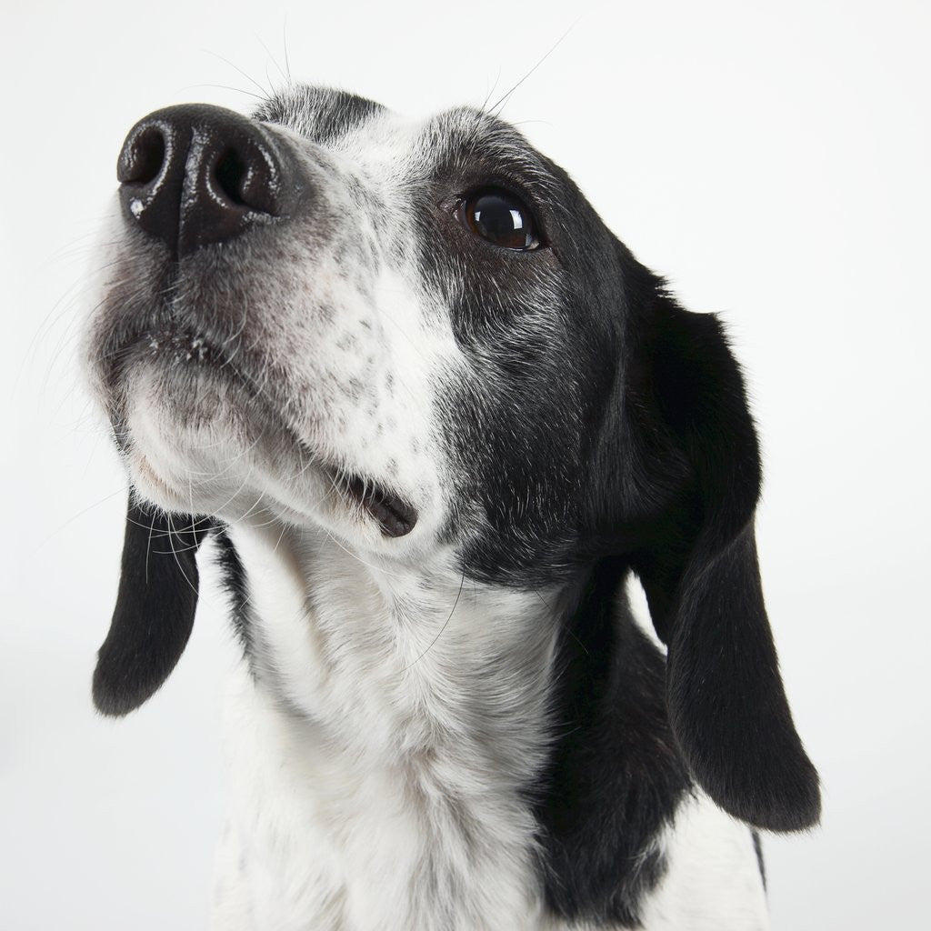 Detail of Dog Looking Up by Anonymous