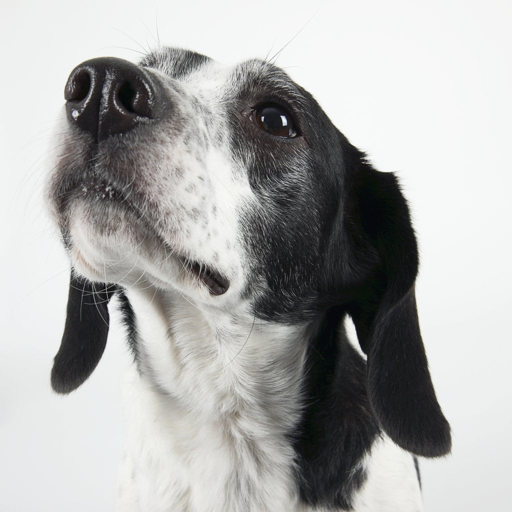 Detail of Dog Looking Up by Corbis