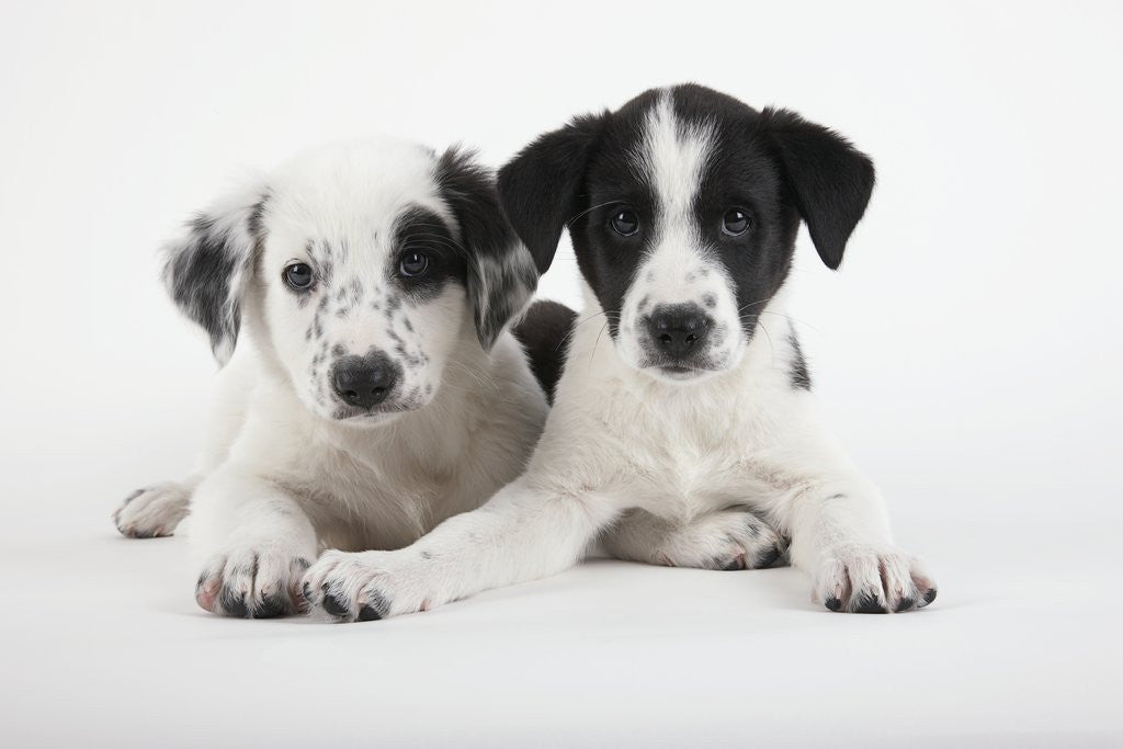 Detail of Two Puppies by Corbis