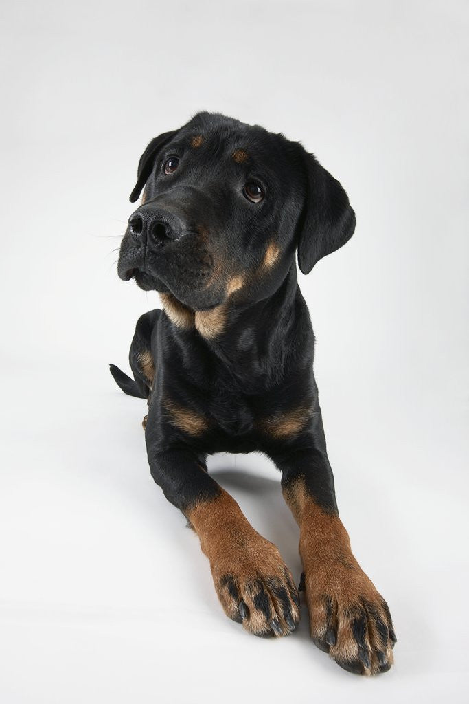 Detail of Pensive Dog by Anonymous