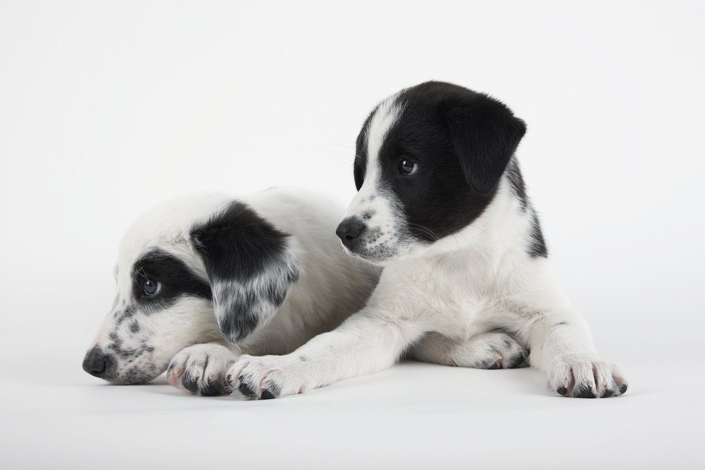 Detail of Two Puppies by Corbis