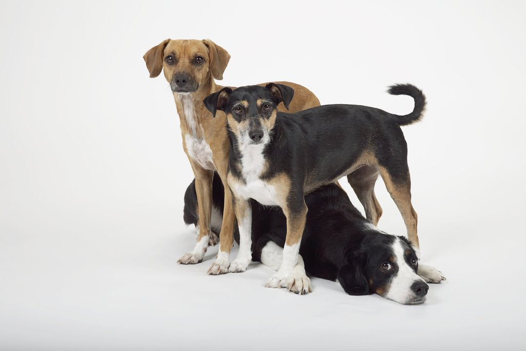 Detail of Three Dogs by Anonymous