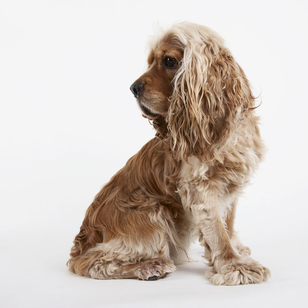 Detail of Sitting Dog by Anonymous