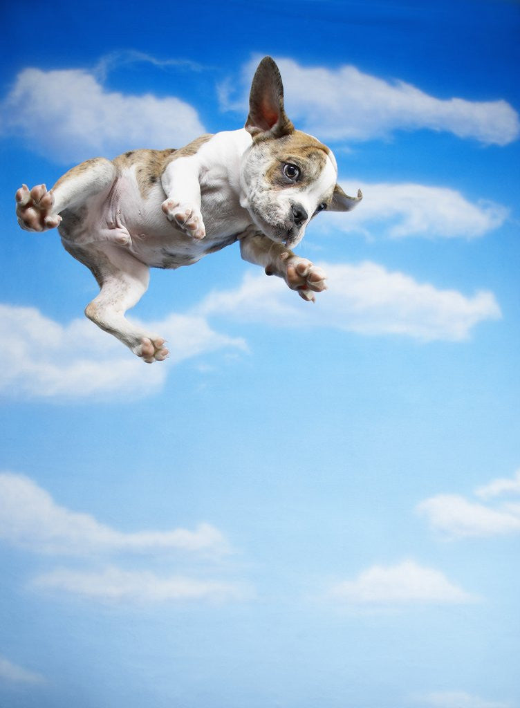 Detail of Flying Bulldog Puppy by Corbis