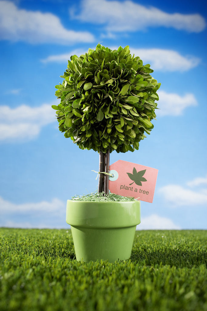 Detail of Miniature Tree in Pot by Anonymous