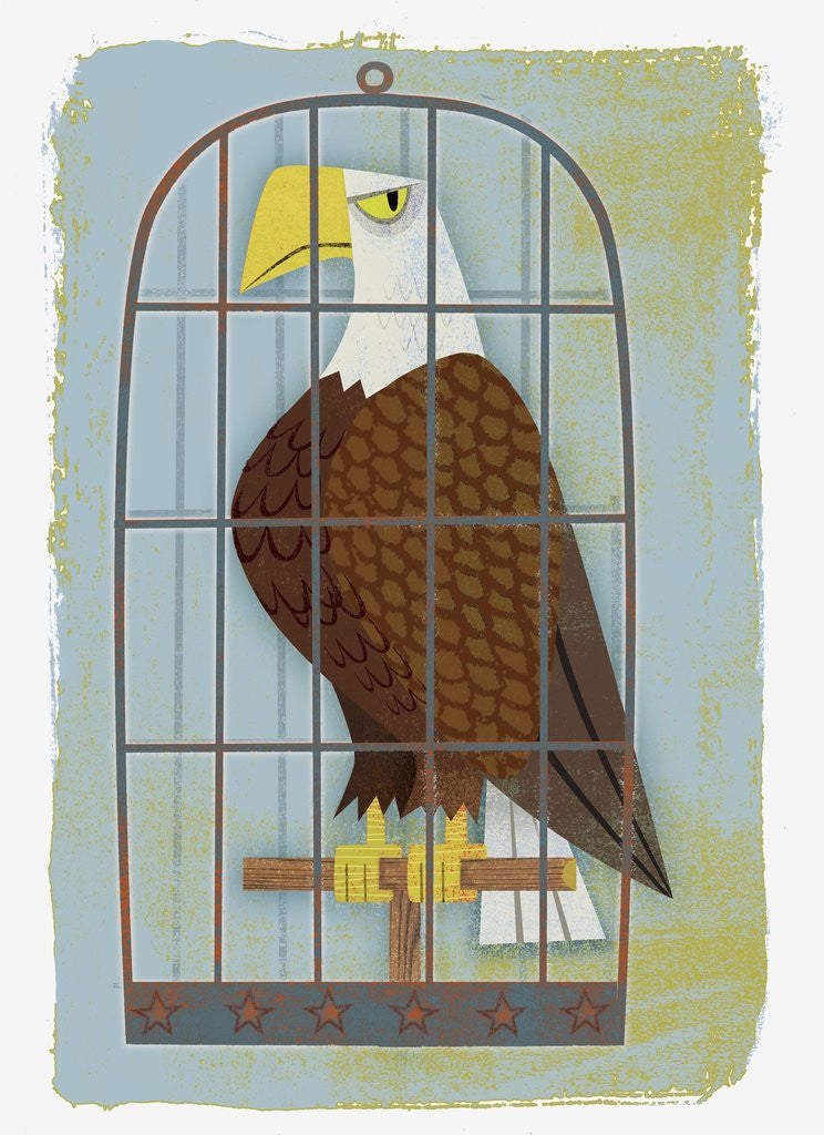 Detail of Bald Eagle Confined in Small Cage by Corbis
