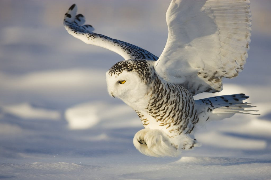 Snowy Owl in Flight Hunting by Corbis