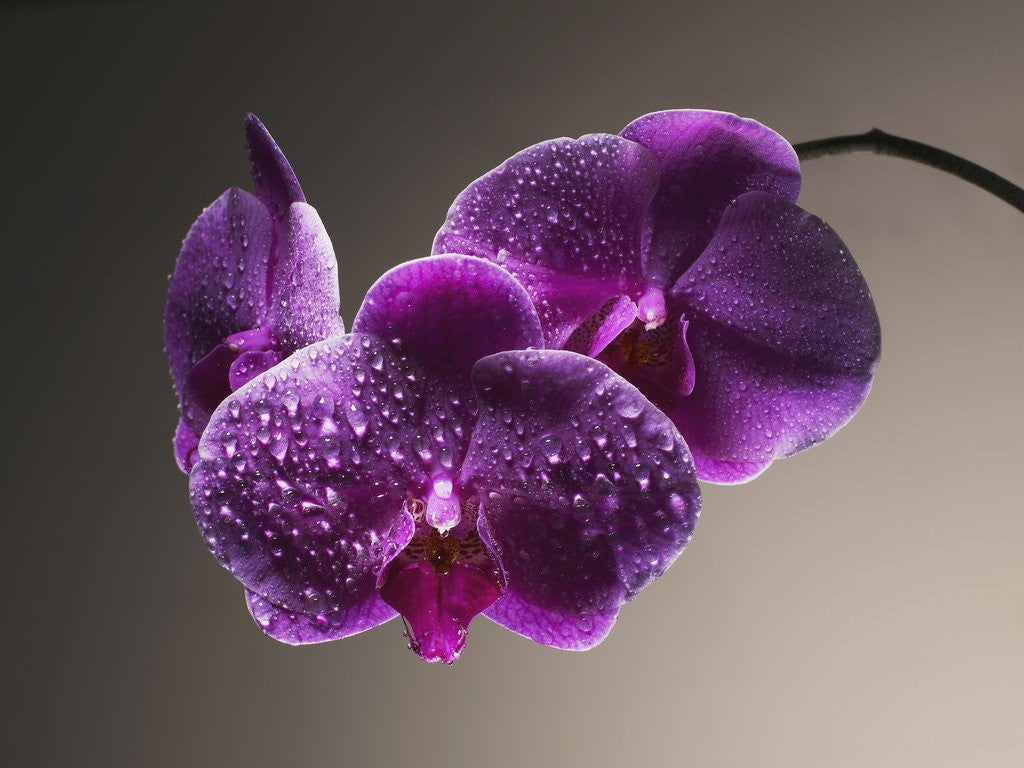 Detail of Water Drops on Orchids by Anonymous