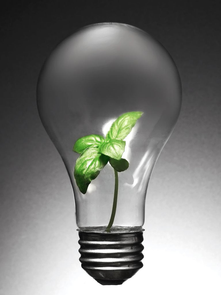 Detail of Plant in Lightbulb by Anonymous