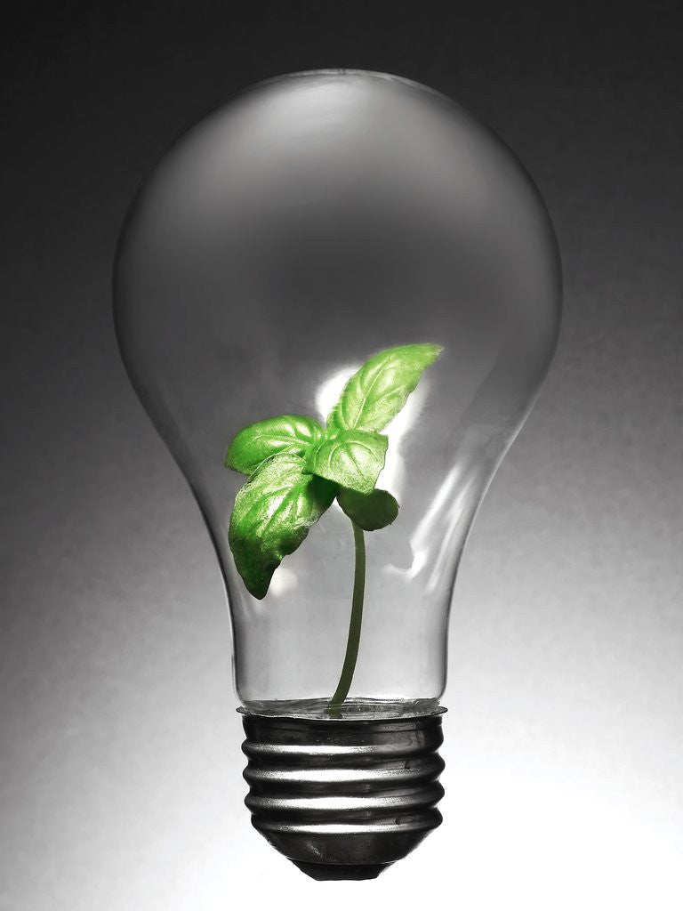 Detail of Plant in Lightbulb by Corbis