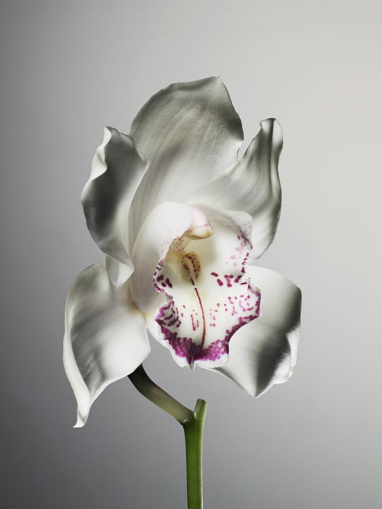 Detail of Orchid by Anonymous