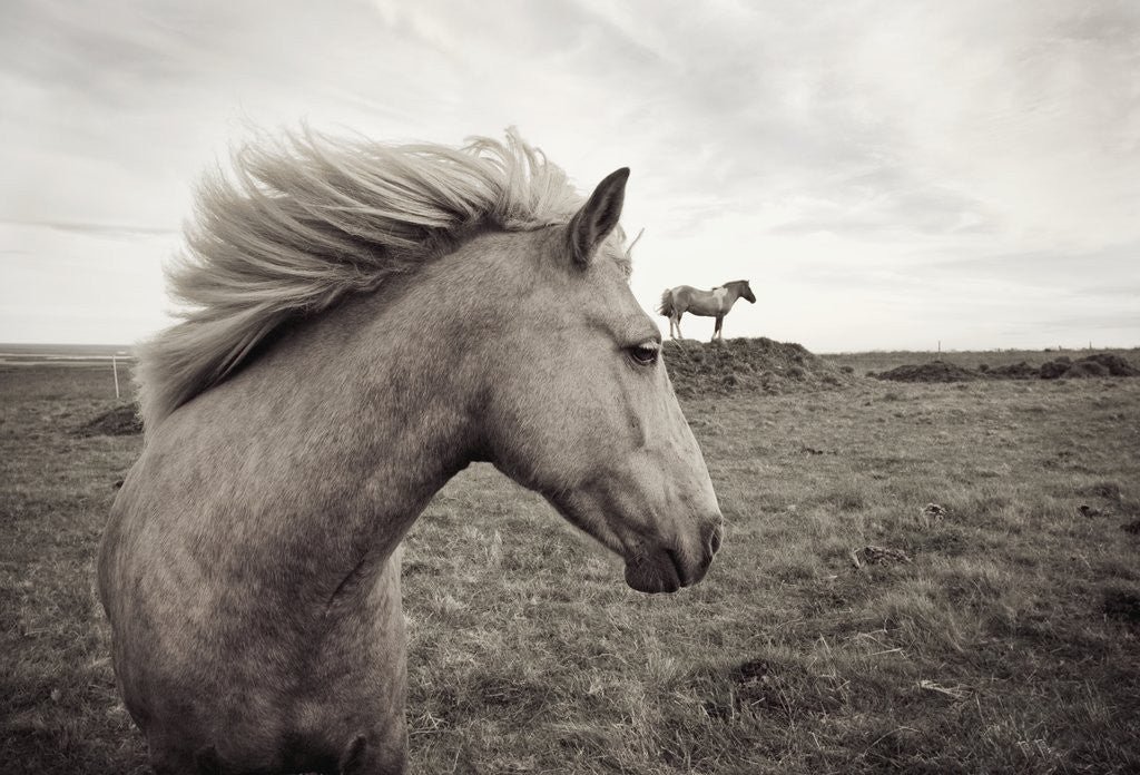 Detail of Horses in Field by Anonymous