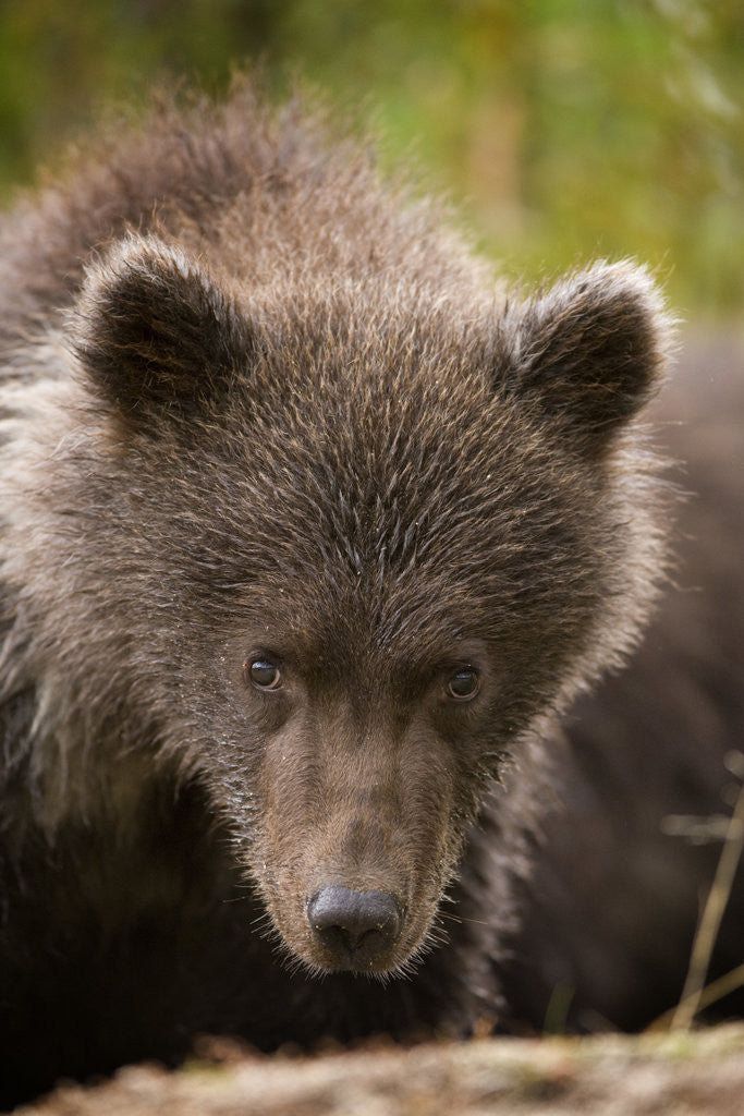 Detail of Brown Bear Cub at Kinak Bay in Katmai National Park by Anonymous