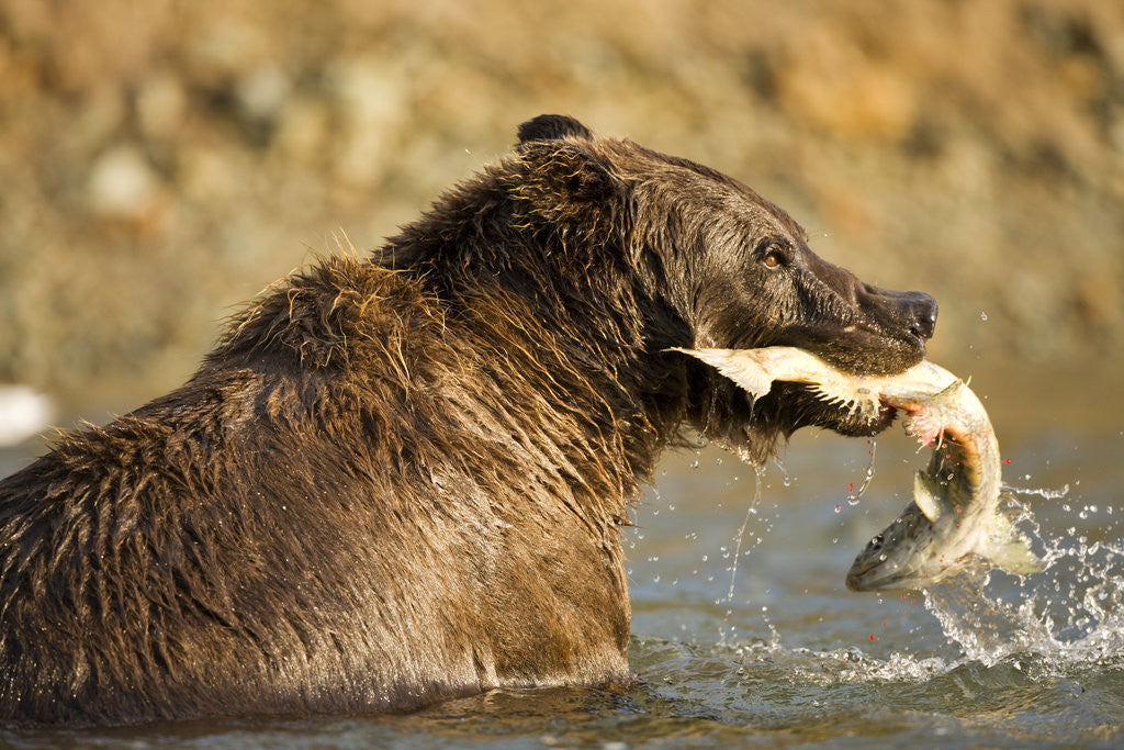 Detail of Grizzly Bear Catching Spawning Salmon at Kinak Bay by Anonymous