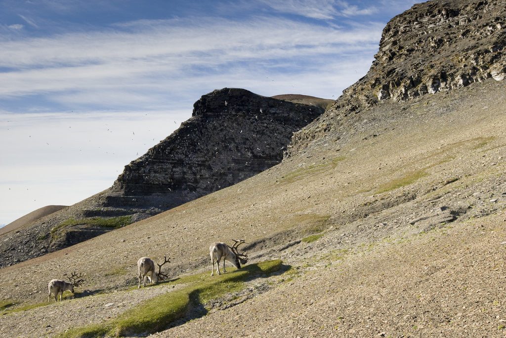 Detail of Reindeer Grazing on Tundra on Edgeoya Island by Anonymous