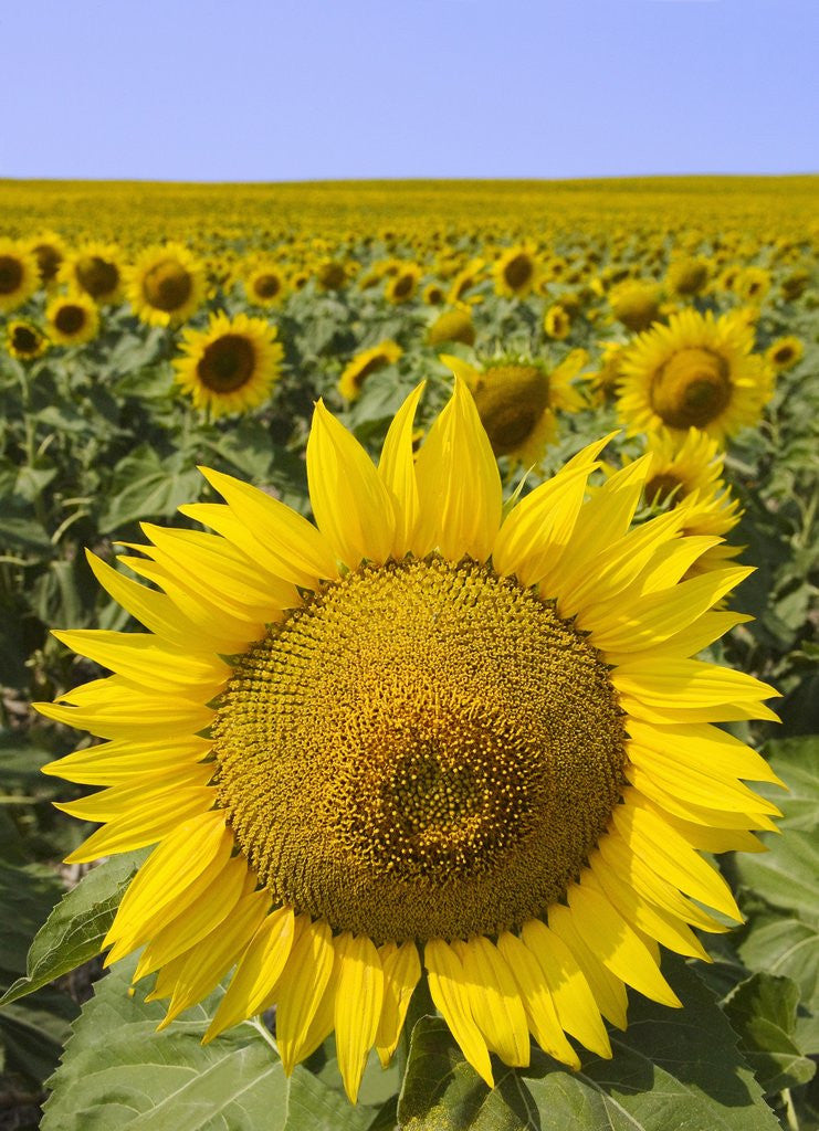 Detail of Field of Sunflowers by Anonymous