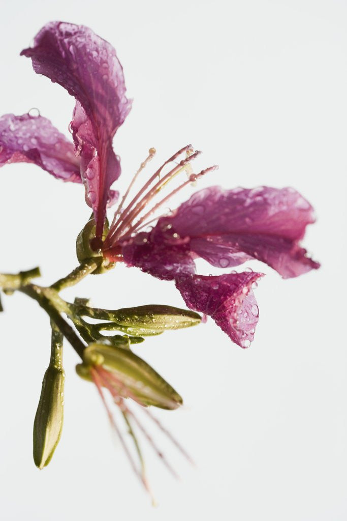 Detail of Pink Lily by Anonymous