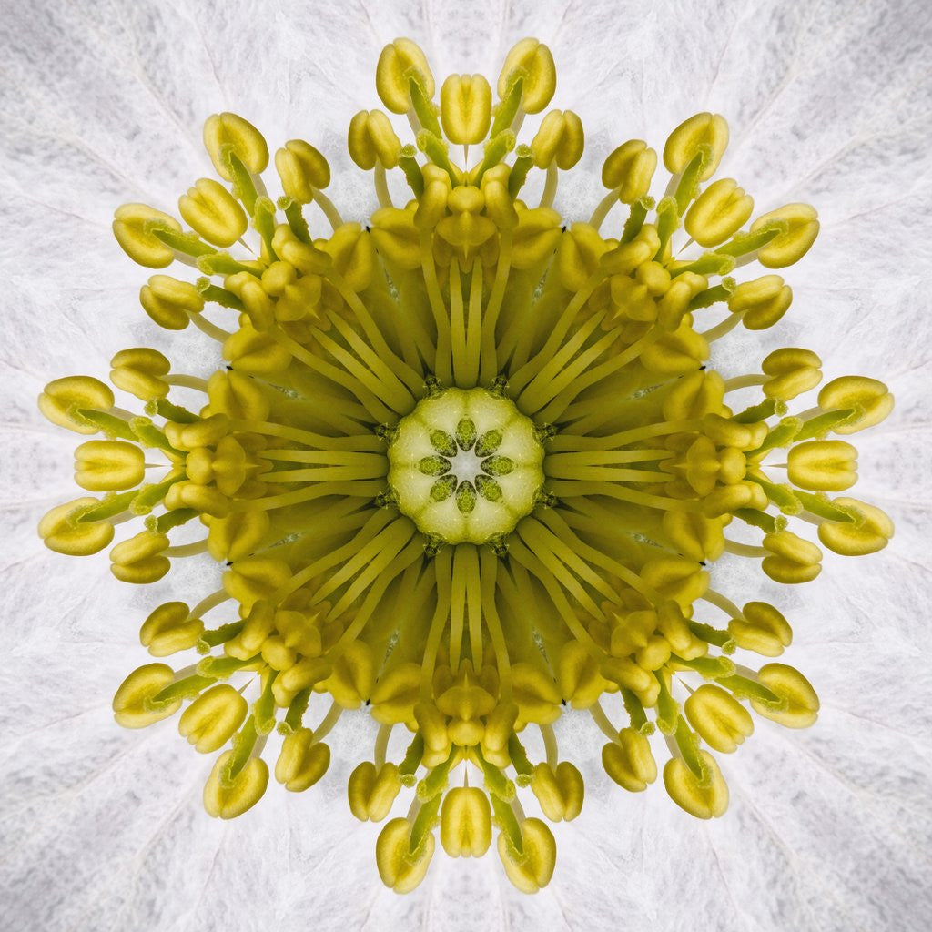 Detail of Kaleidoscope of Clematis flower by Anonymous