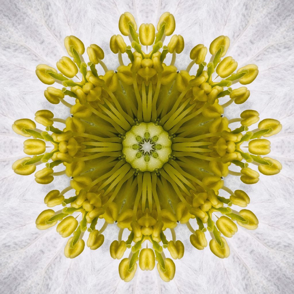 Detail of Kaleidoscope of Clematis flower by Corbis