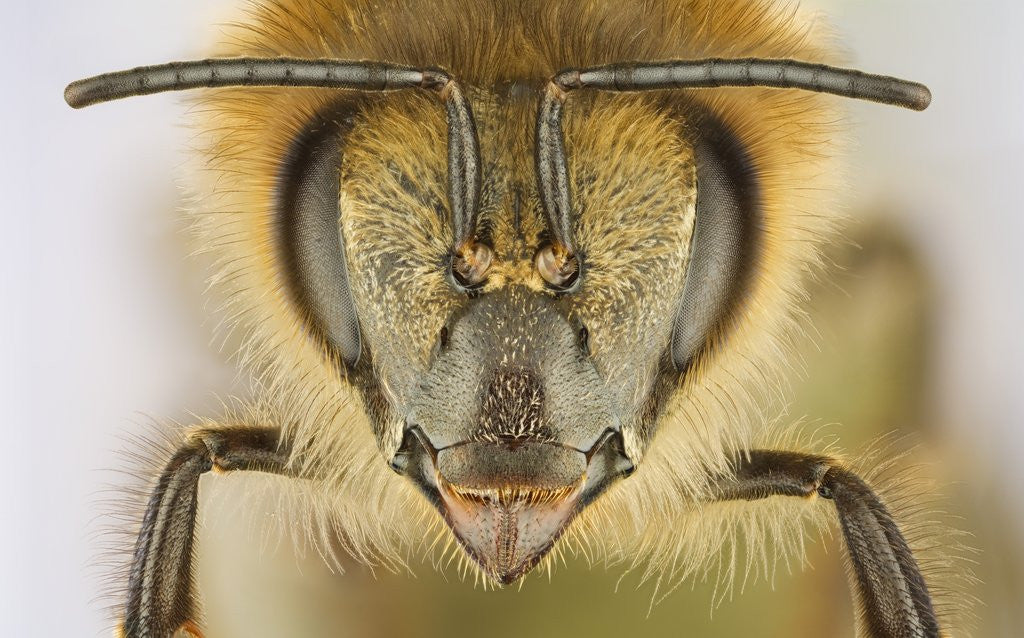 Detail of Close-up of honey bee by Anonymous
