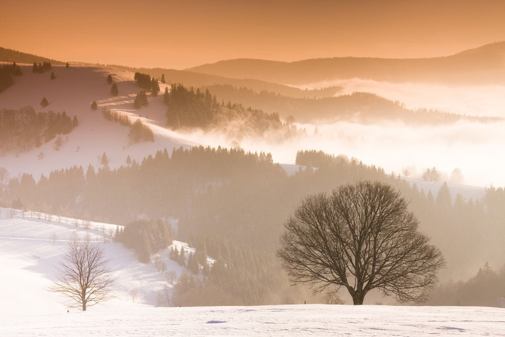 Detail of Beech trees in snow covered landscape by Anonymous