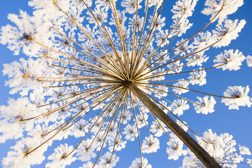 Detail of Hoar frost on giant hogweed by Anonymous