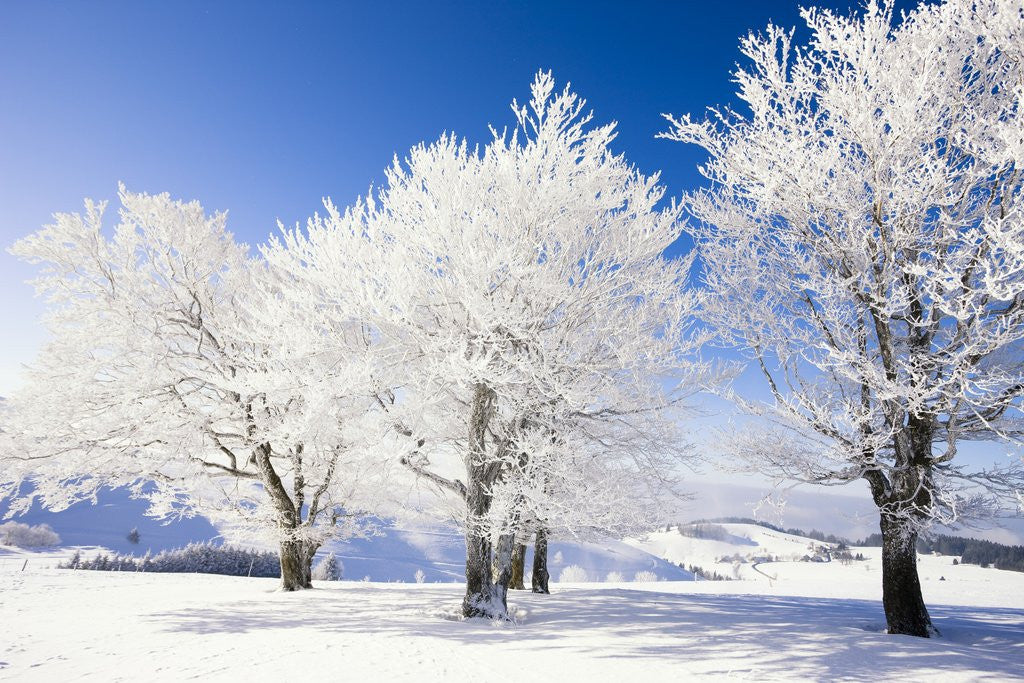 Detail of Frost-covered beech trees in Black Forest by Anonymous