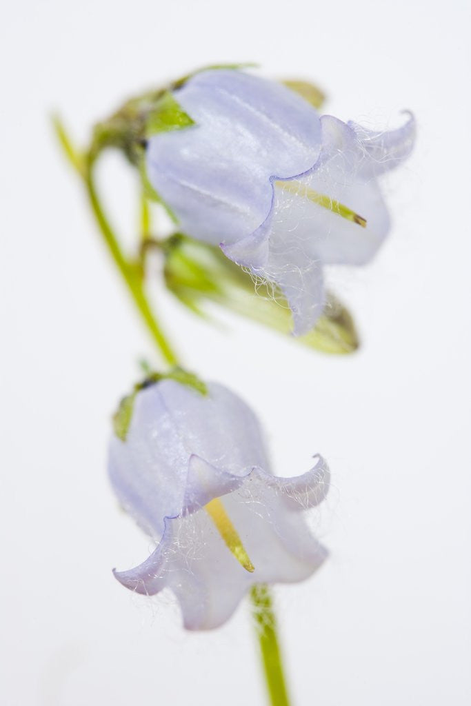 Detail of Bearded Bellflower by Anonymous