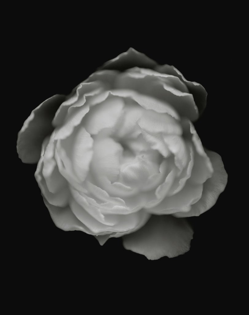 Detail of Flower by Anonymous