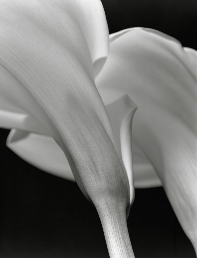 Detail of Close-up of Calla Lilies by Anonymous