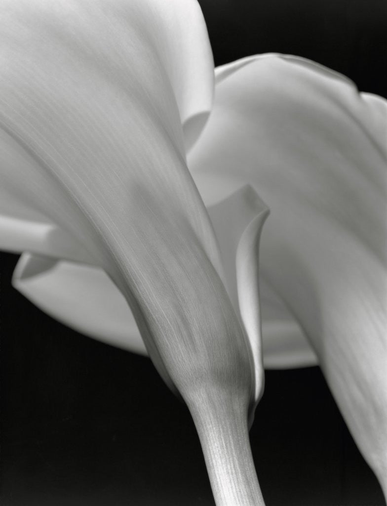 Detail of Close-up of Calla Lilies by Corbis