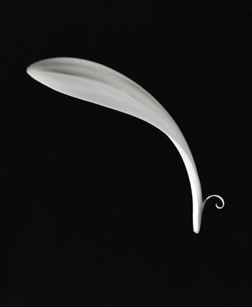 Detail of Curved Petal by Corbis