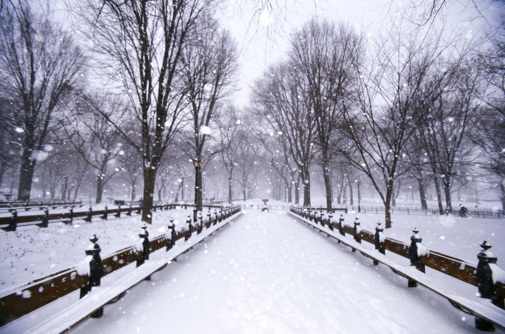 Detail of Central Park in winter by Anonymous
