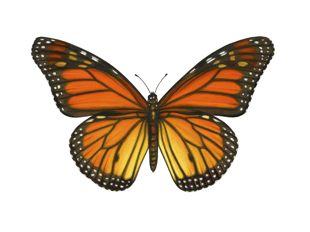 Detail of A Monarch Butterfly by Anonymous