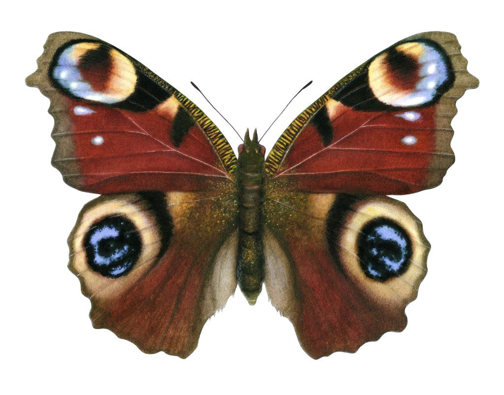 Detail of A Peacock Butterfly by Anonymous