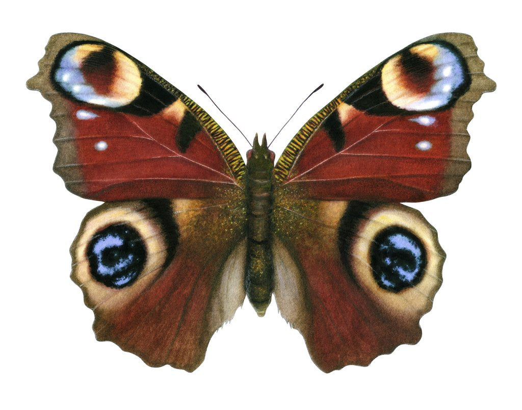 Detail of A Peacock Butterfly by Corbis