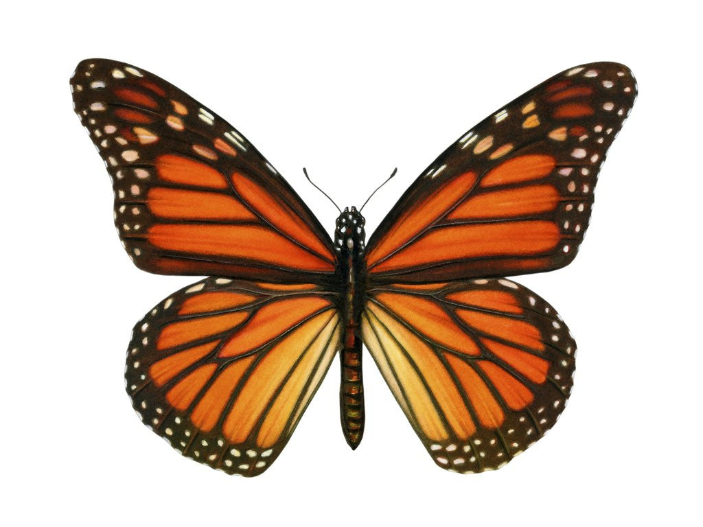 Detail of Another Monarch Butterfly by Anonymous