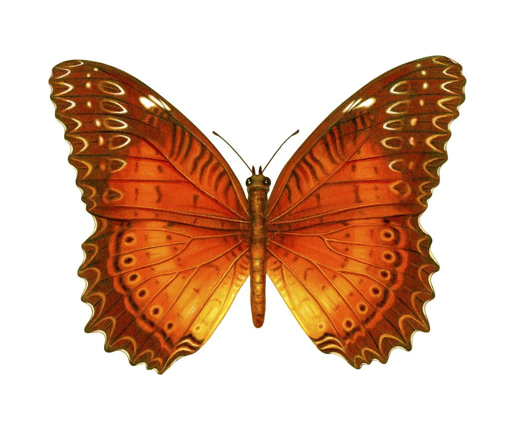 Detail of A Lacewing Butterfly by Anonymous