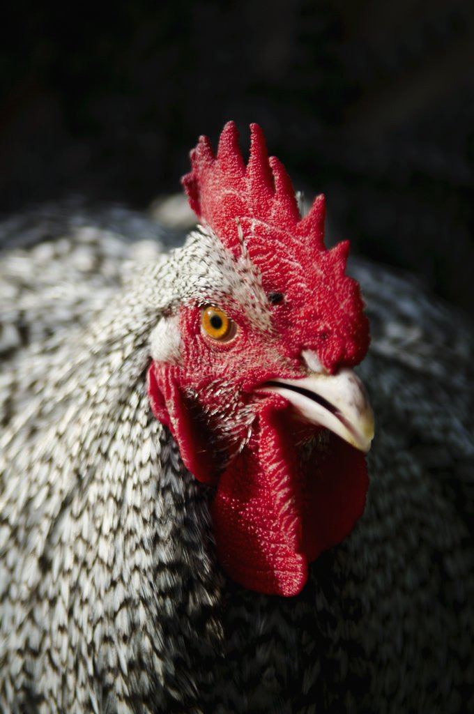 Detail of Male chicken by Anonymous