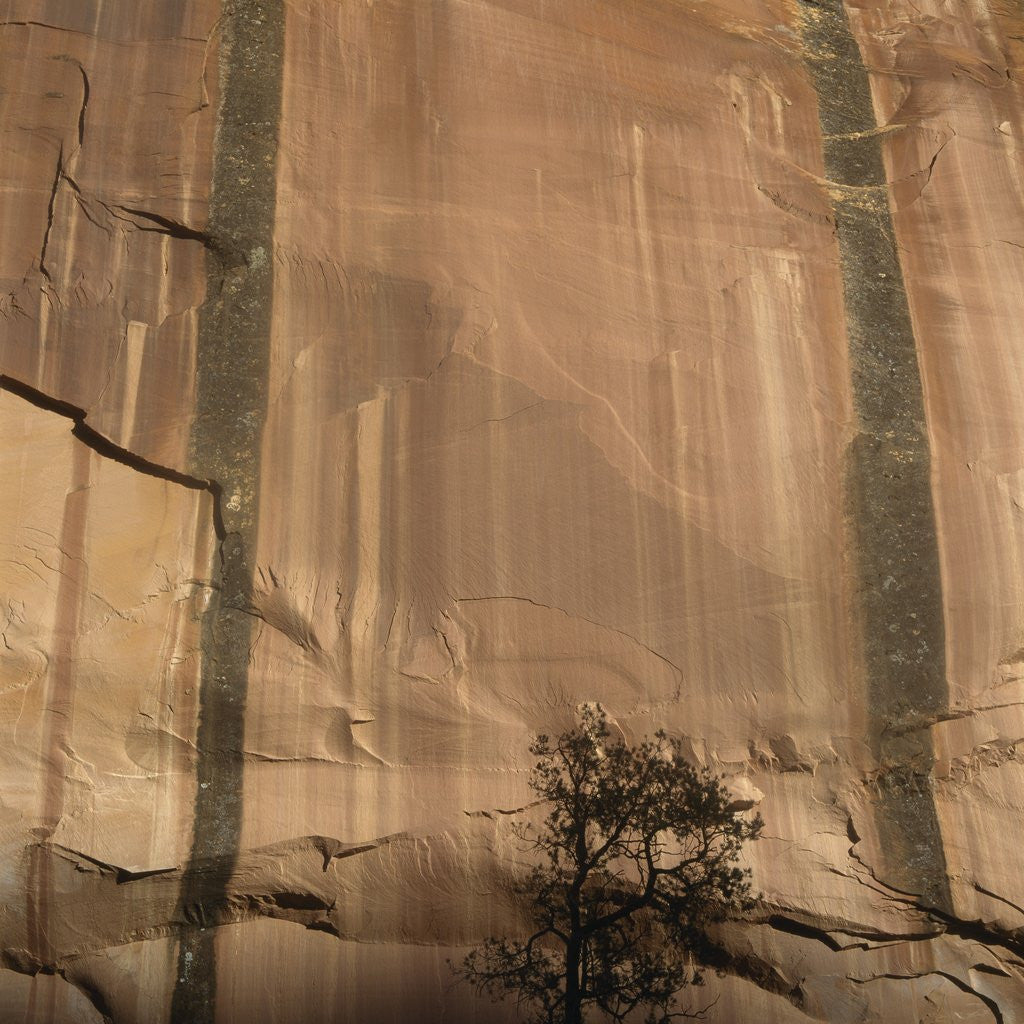 Detail of Lone Tree Beneath a Sheer Cliff Face by Anonymous