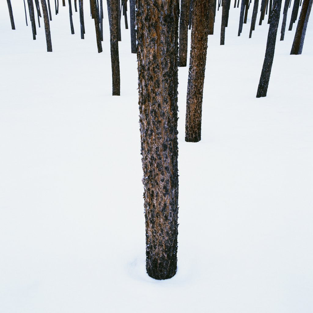 Detail of Tree Trunks in Snow by Anonymous