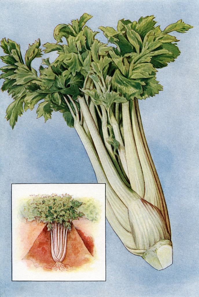Detail of Illustration of celery by Anonymous