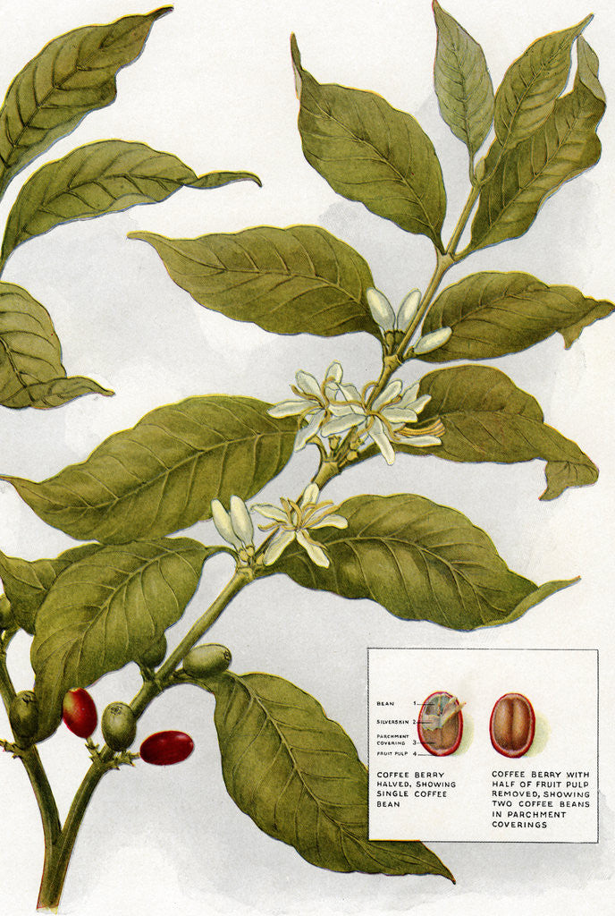 Detail of Illustration of coffe plant with berries by Anonymous