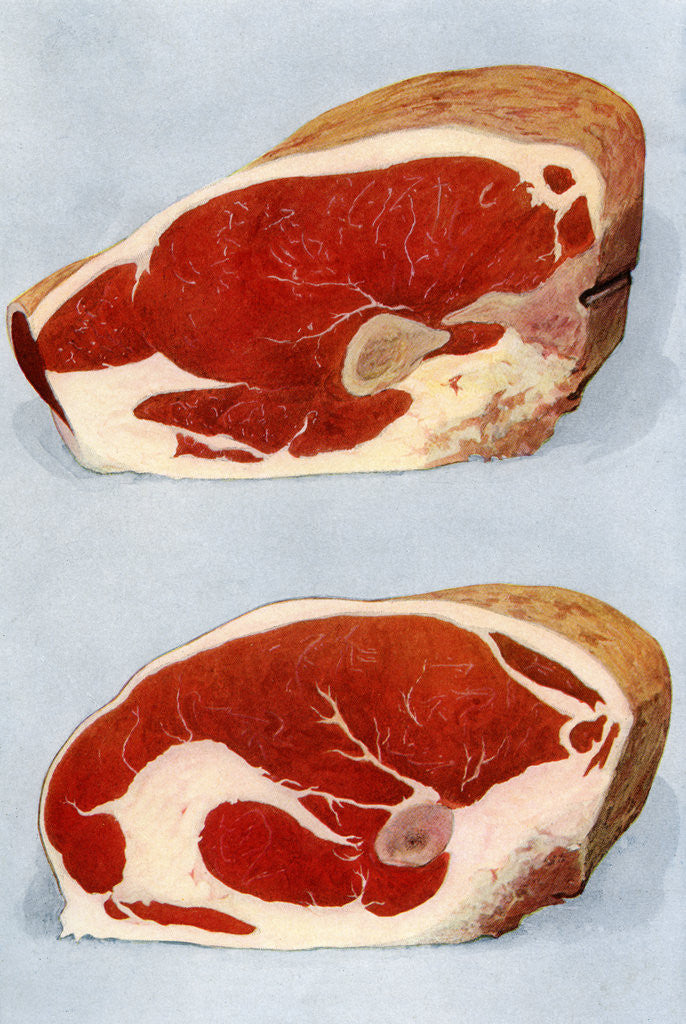 Detail of Illustration of two sirloin cuts of beef by Corbis